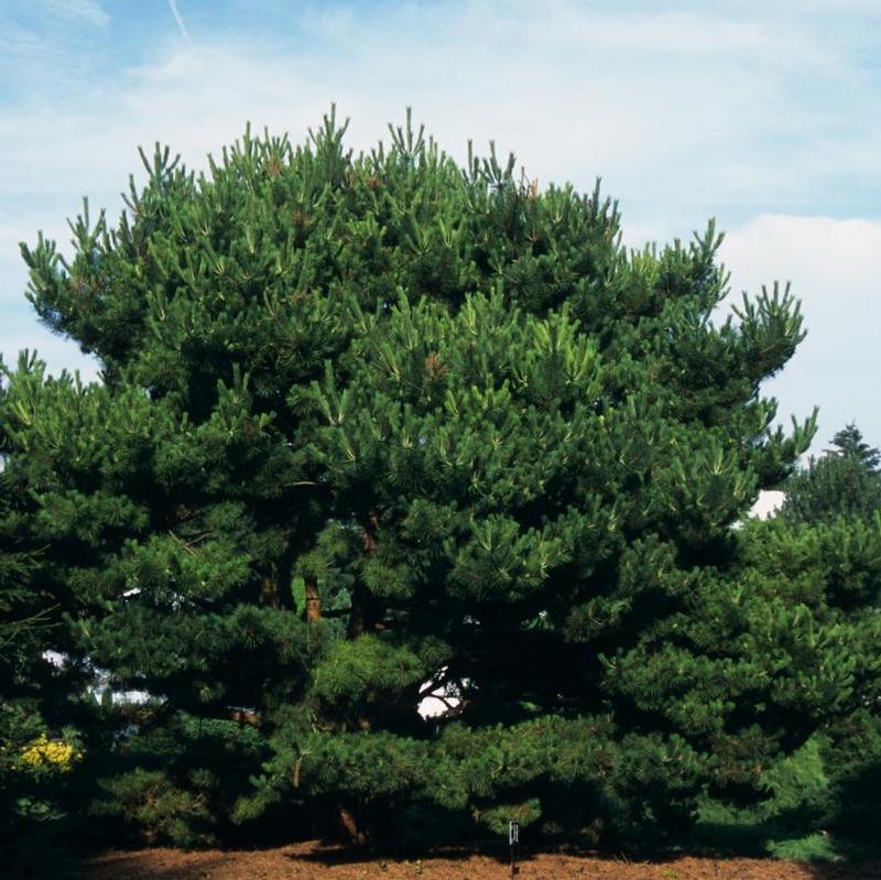Pinus densiflora Pygmaea
