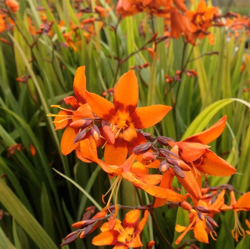 Crocosmia x Emily McKenzie