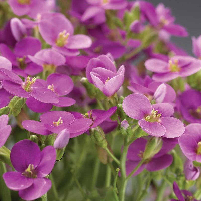 Arabis caucasica Little Treasure® Little Treasure ® Deep Rose