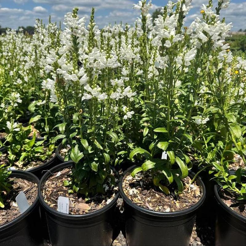 Physostegia virginiana Miss Manners