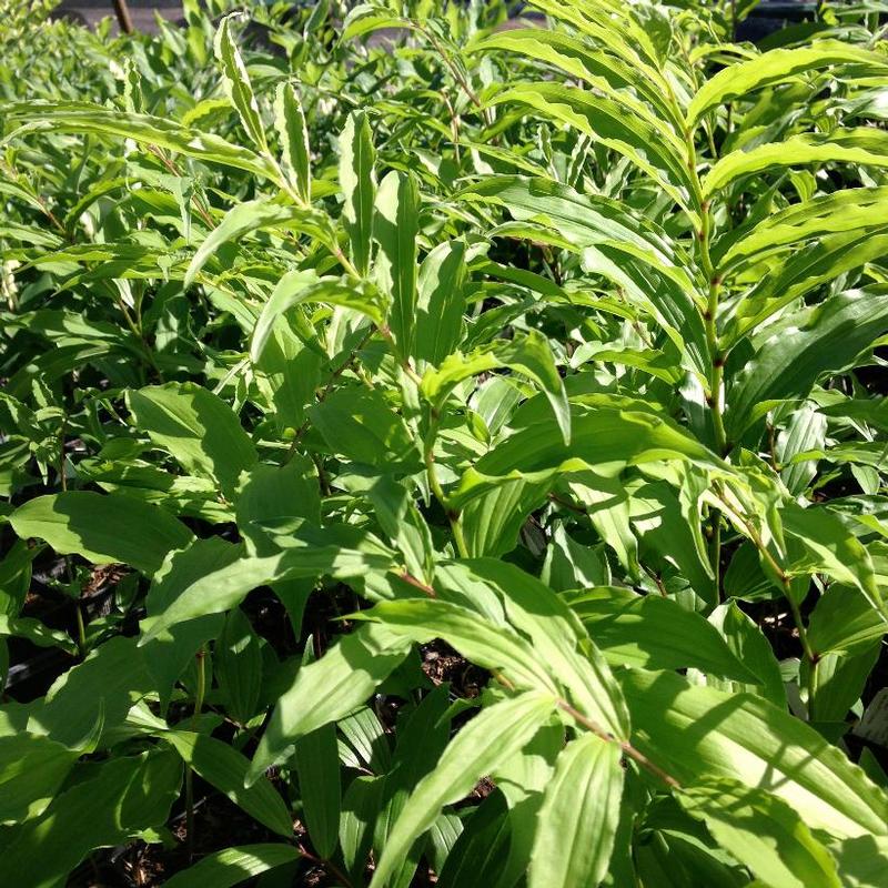 Maianthemum stellatum 
