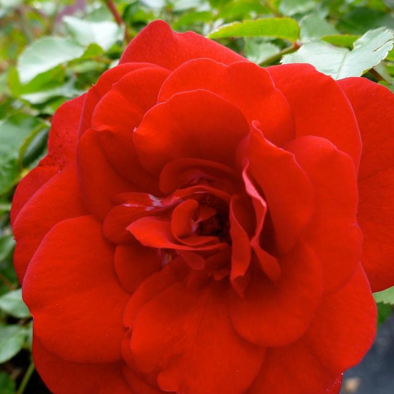 Rosa BAItown
