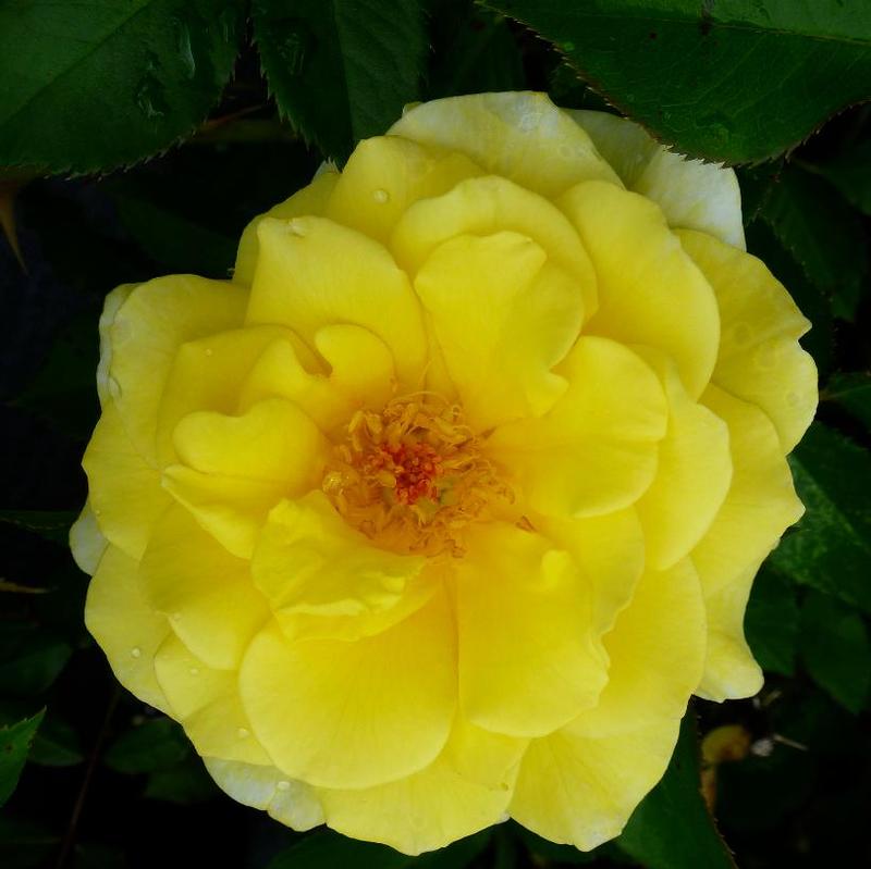 Rosa BAline