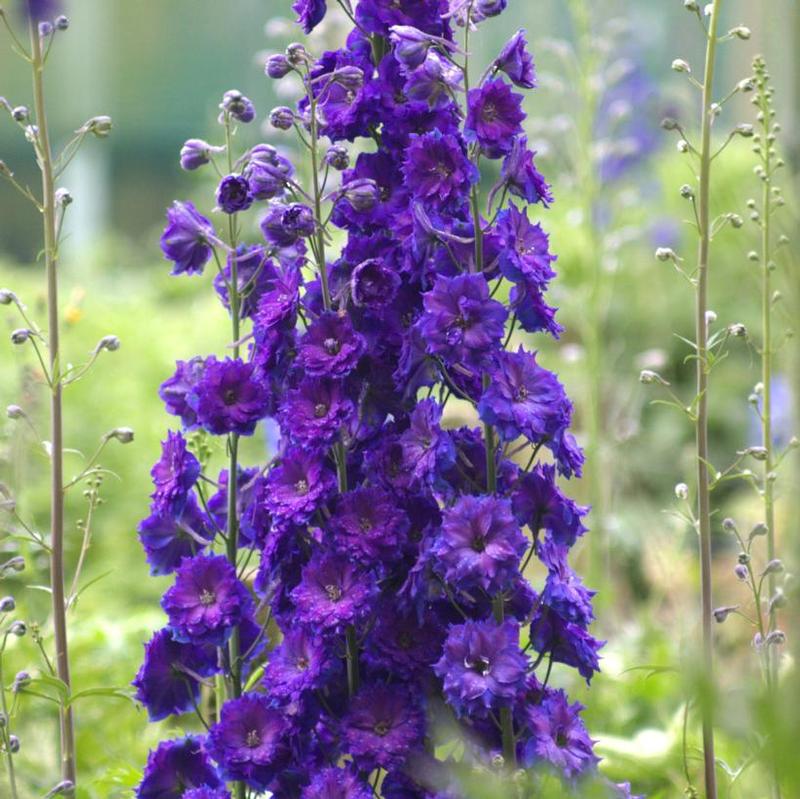 Delphinium elatum New Millennium™ Pagan Purples