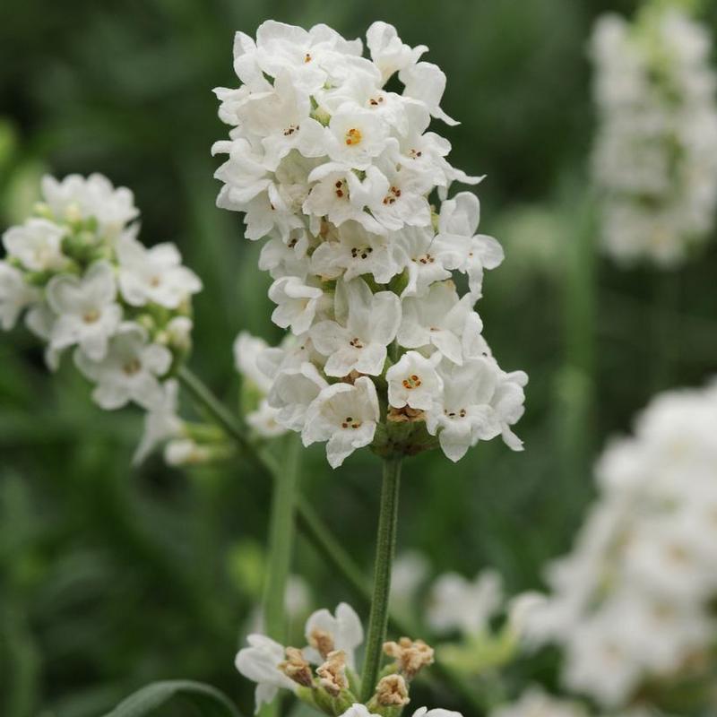 Lavandula angustifolia Ellagance Ellagance Snow