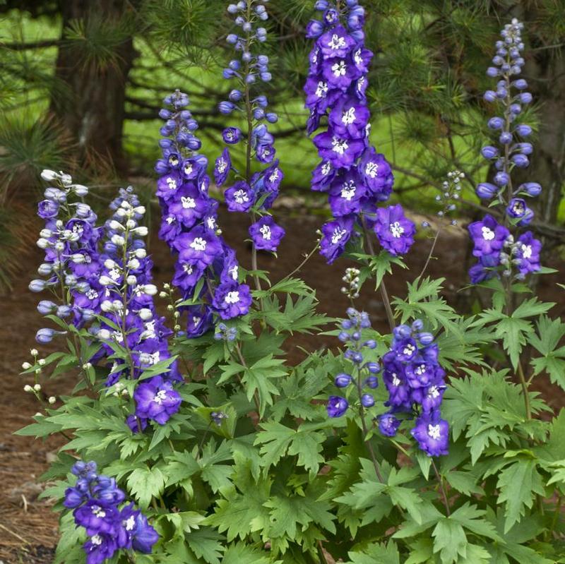 Delphinium elatum New Millennium™ Purple Passion