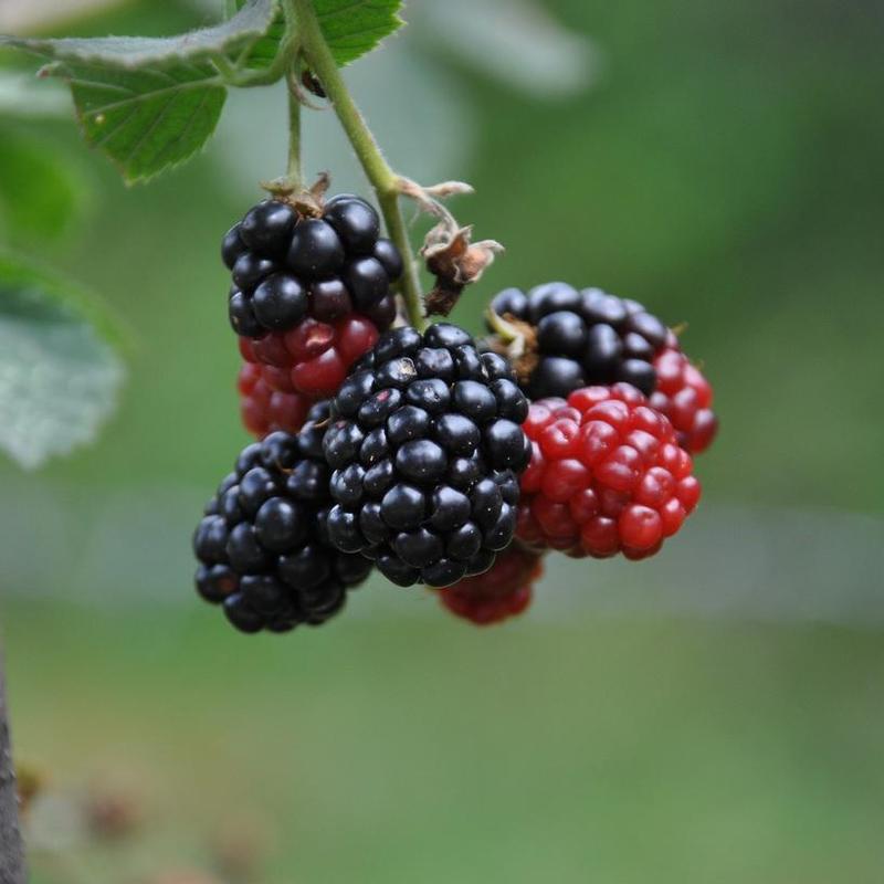 Blackberry Triple Crown