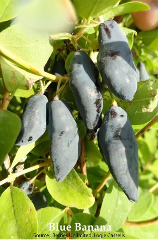 Haskap Blue Banana