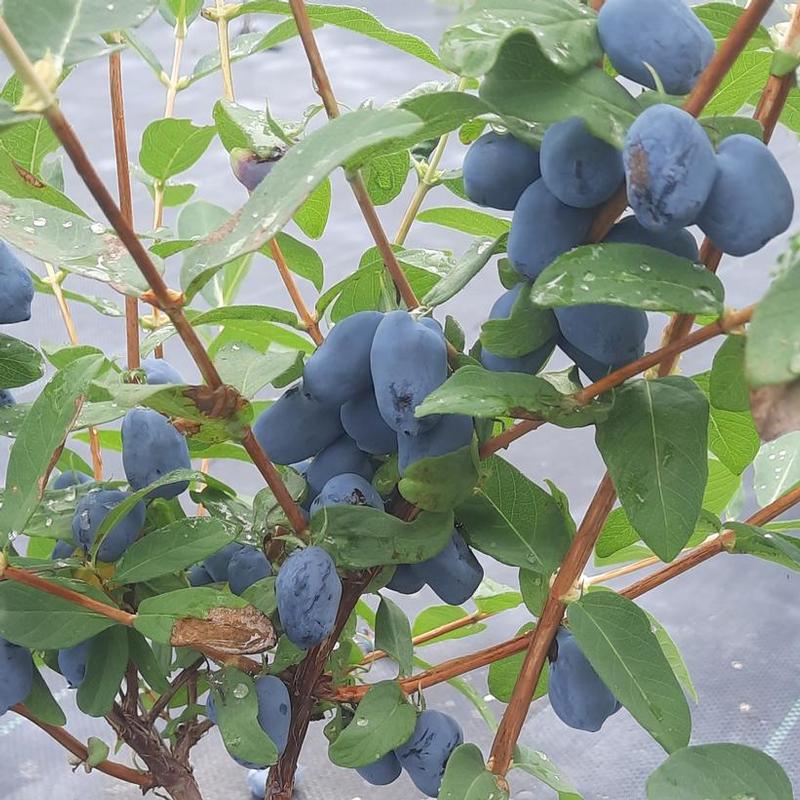 Haskap Boreal Beauty