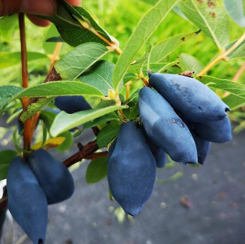 Haskap Boreal Blizzard