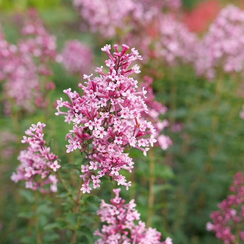 Syringa x Bloomerang&reg; SMNSPH