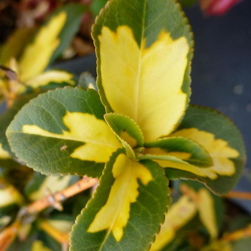 Euonymus fortunei Surespot
