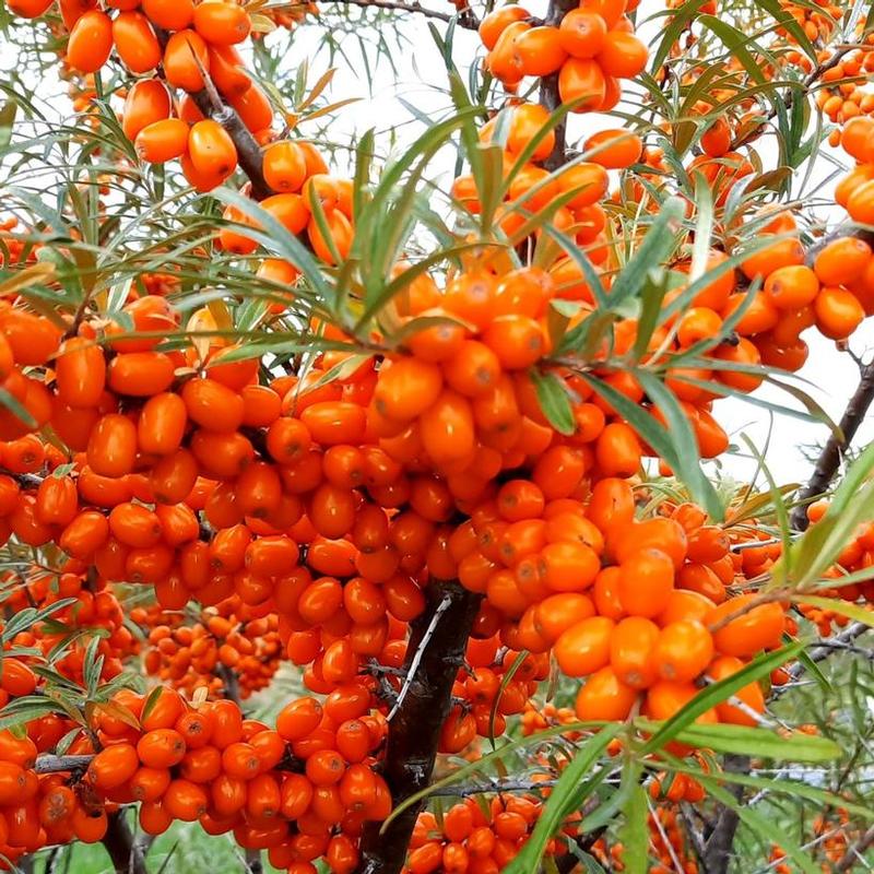 Hippophae rhamnoides Habego