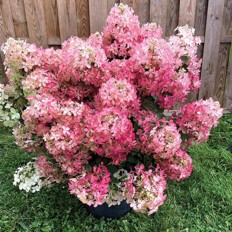 Hydrangea paniculata Hot Sauce™