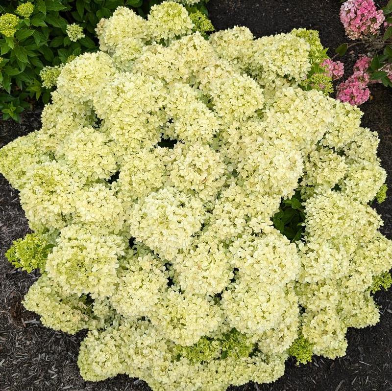 Hydrangea paniculata Bubble Bath™