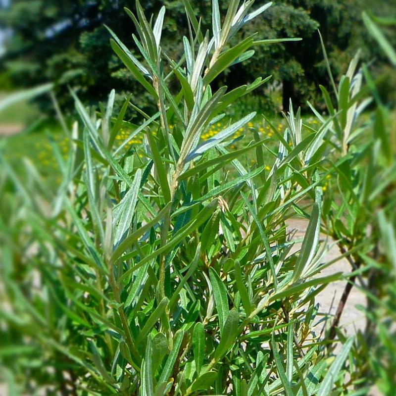 Hippophae rhamnoides Lord