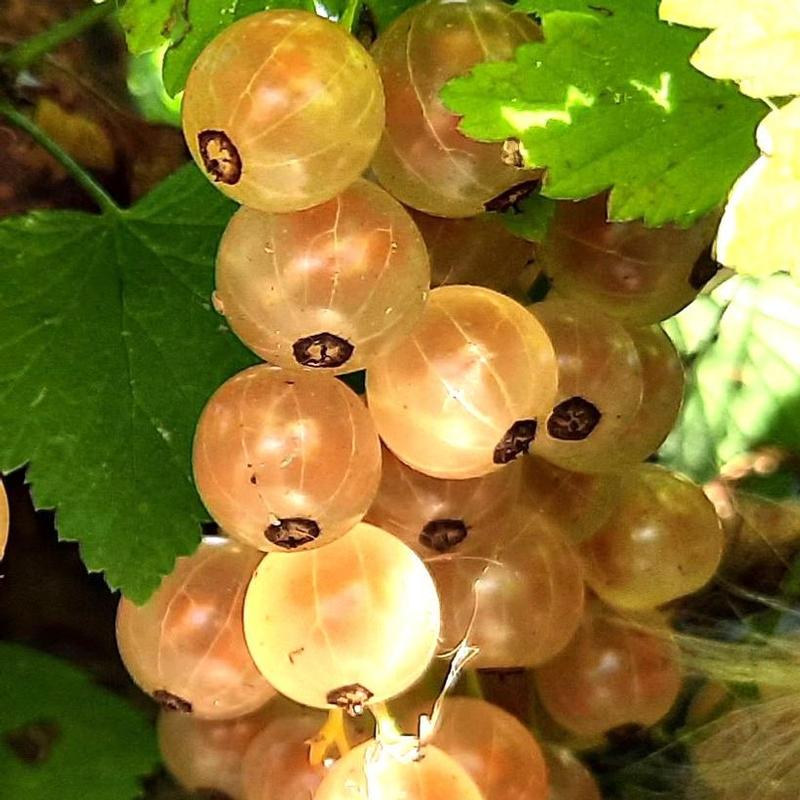 Currant Pink Champagne