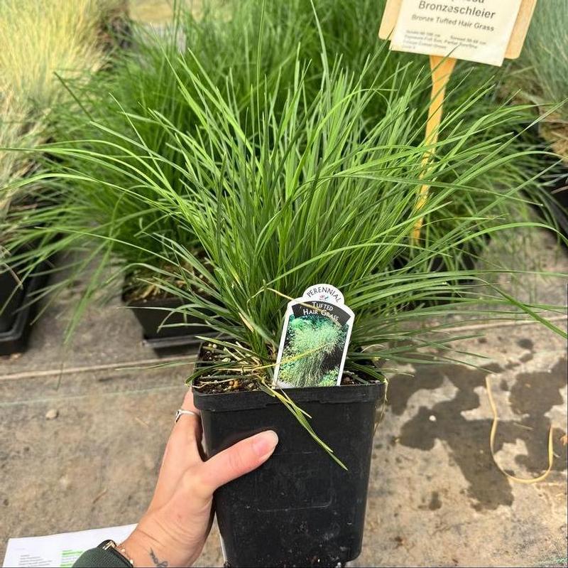 Deschampsia cespitosa Bronzeschleier