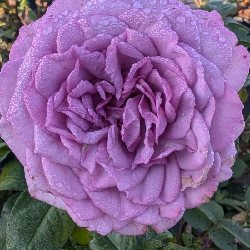 Rosa Quicksilver™