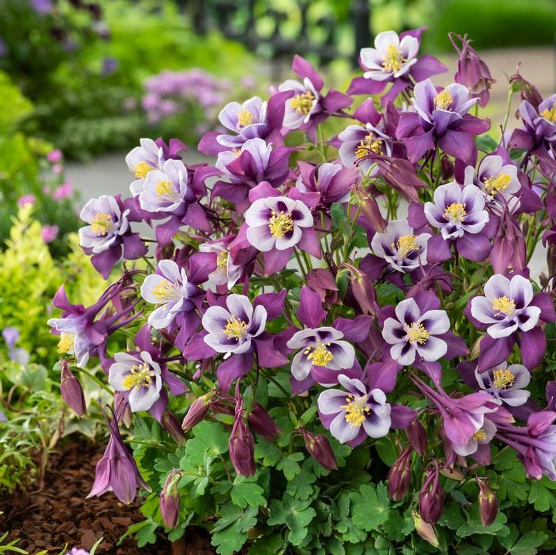Aquilegia x Earlybird™ Purple and White