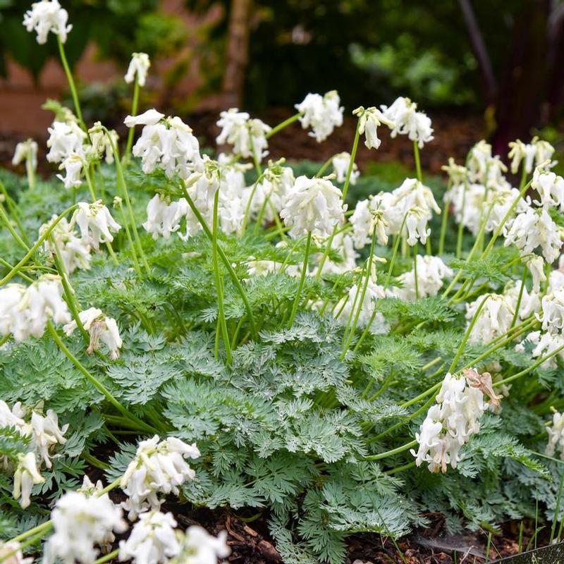 Dicentra x White Diamonds