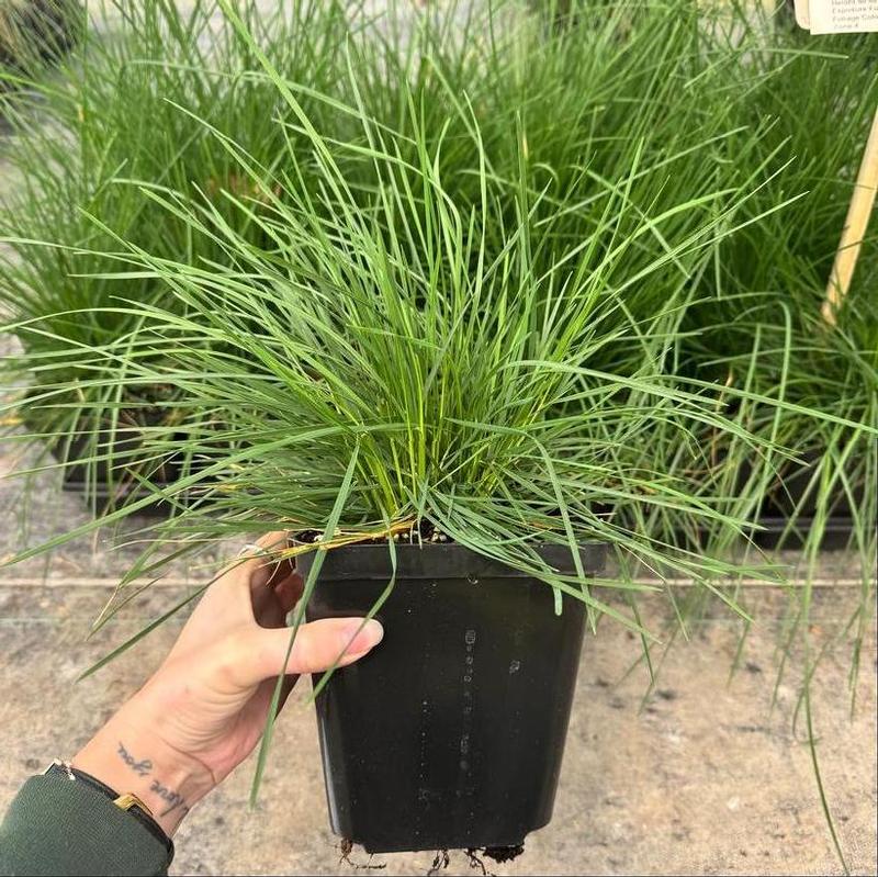 Deschampsia cespitosa Goldschleier