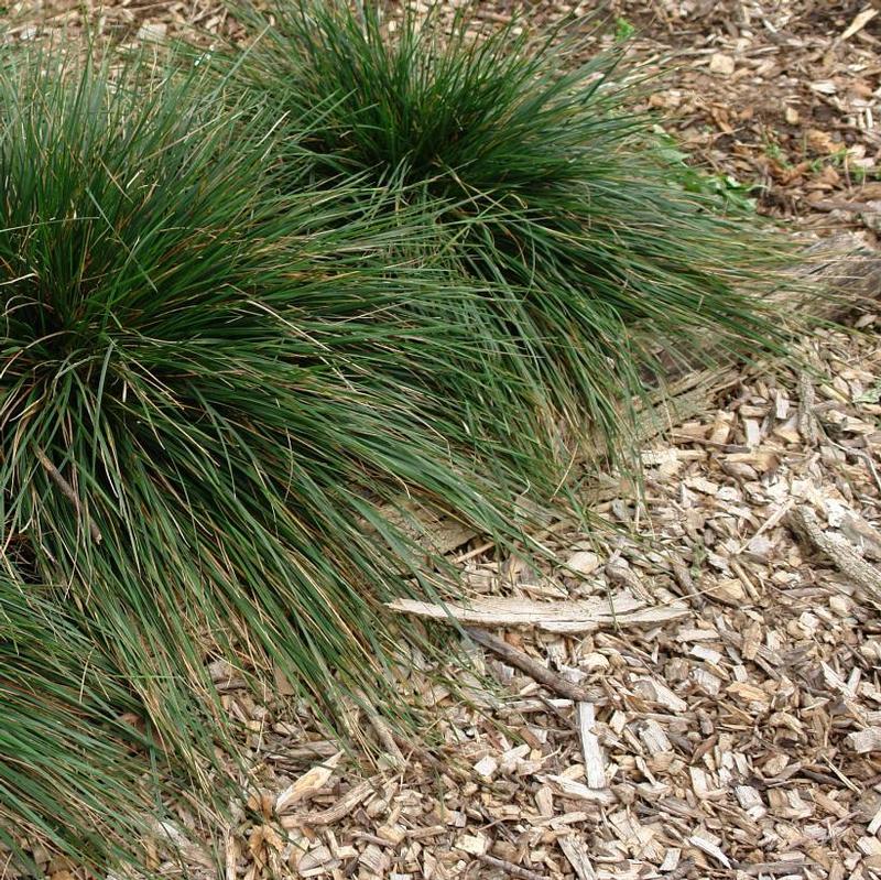 Deschampsia cespitosa Goldtau