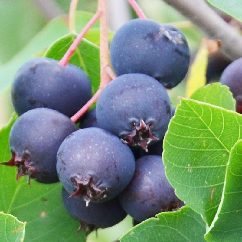 Saskatoon Berry Isaac