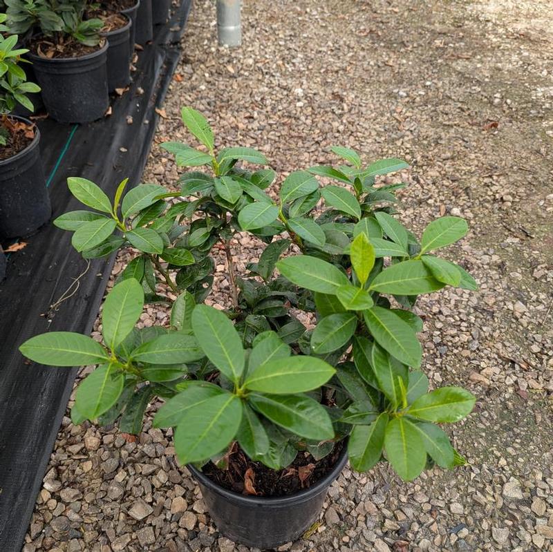 Prunus laurocerasus Ani