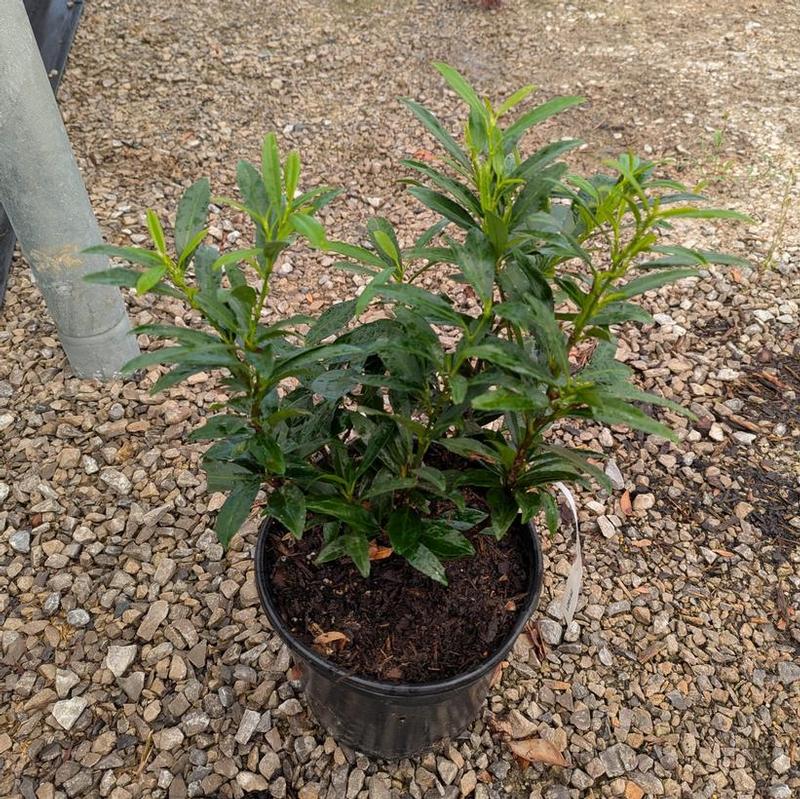 Prunus laurocerasus Sofia