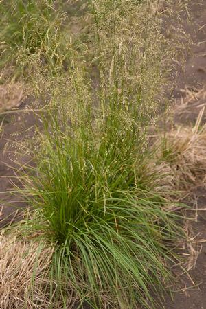 Deschampsia cespitosa 