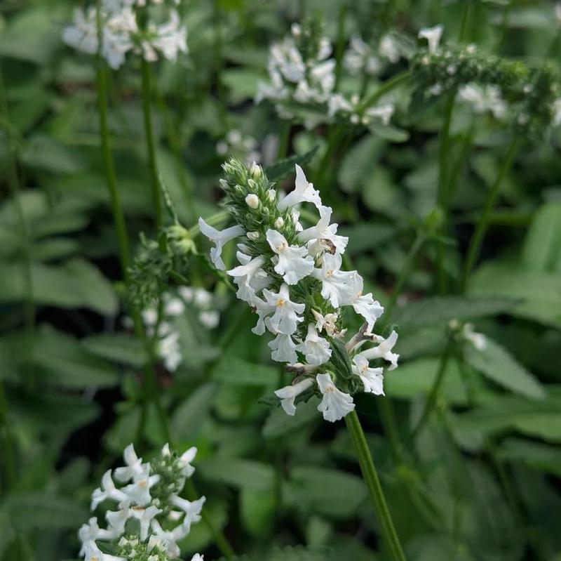 Stachys officinalis The Bride