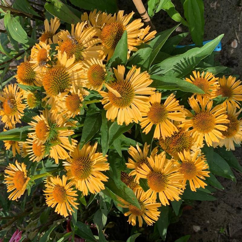 Echinacea purpurea Popular Yellow