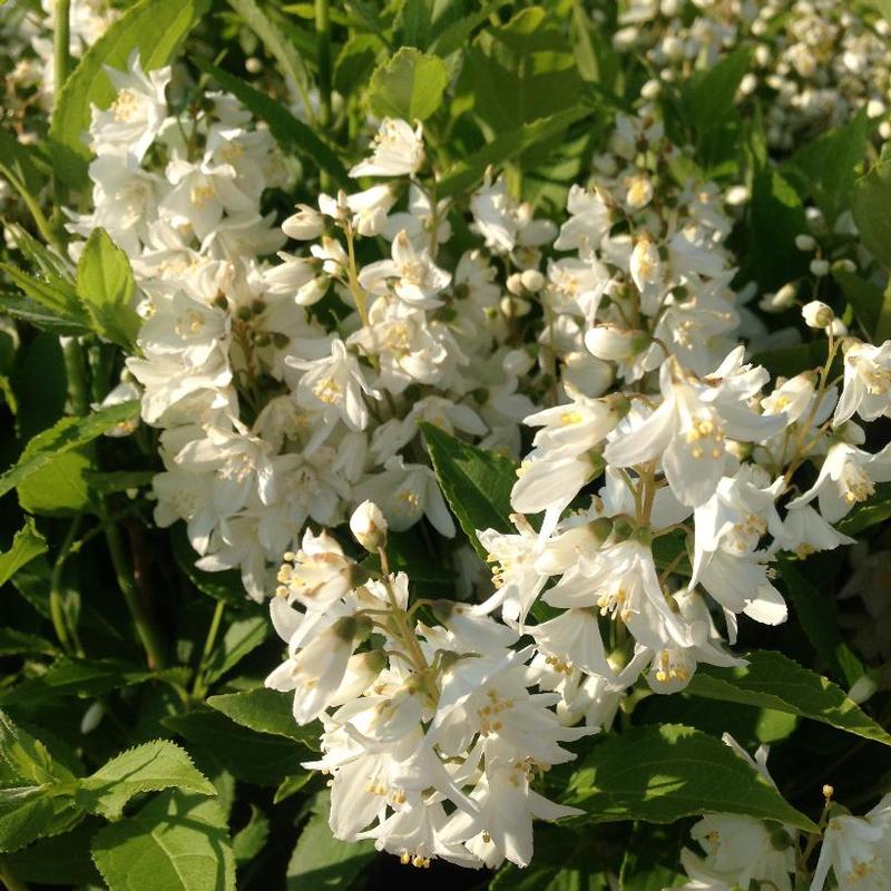 Deutzia gracilis 