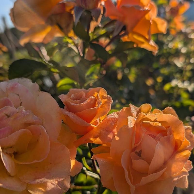 Rosa Arborose® KORtangenu