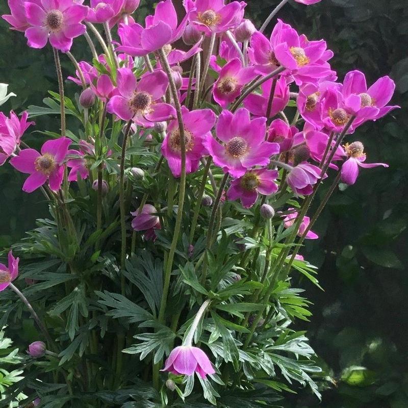 Anemone lesseri Spring Beauty&reg; Spring Beauty&reg; Pink