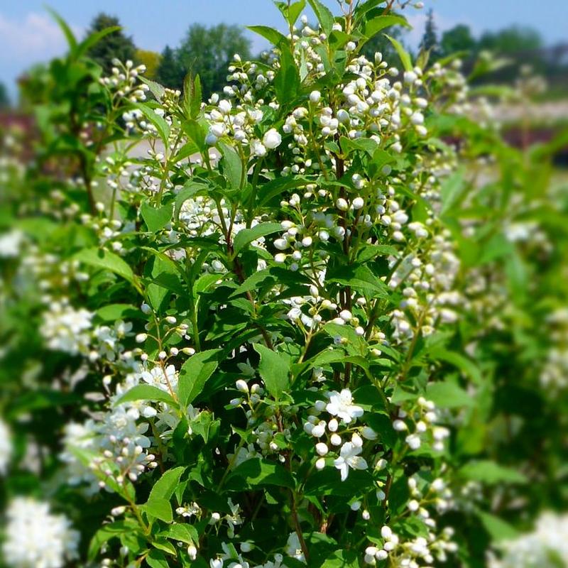 Deutzia x lemoinei Compacta