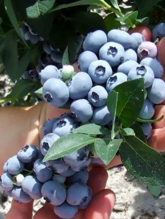 Blueberry Hannah's Choice