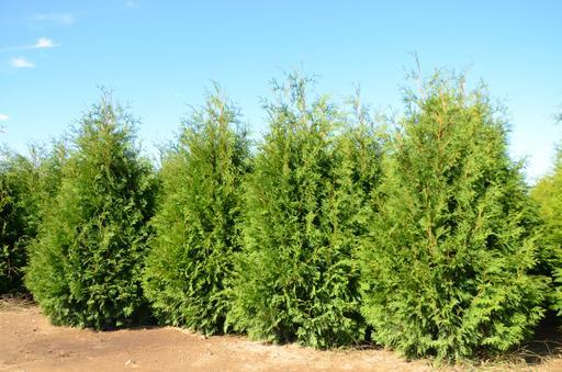 Thuja occidentalis V-32