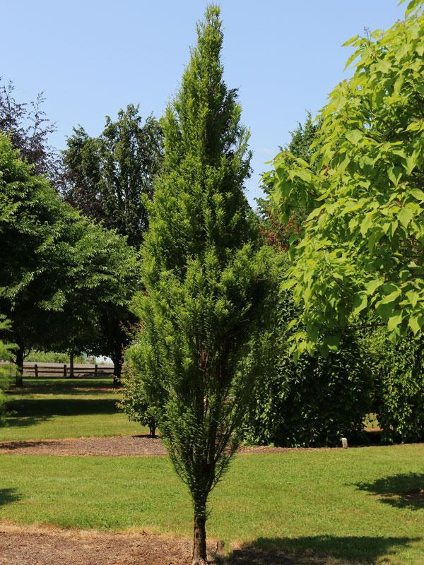 Taxodium distichum Skyward