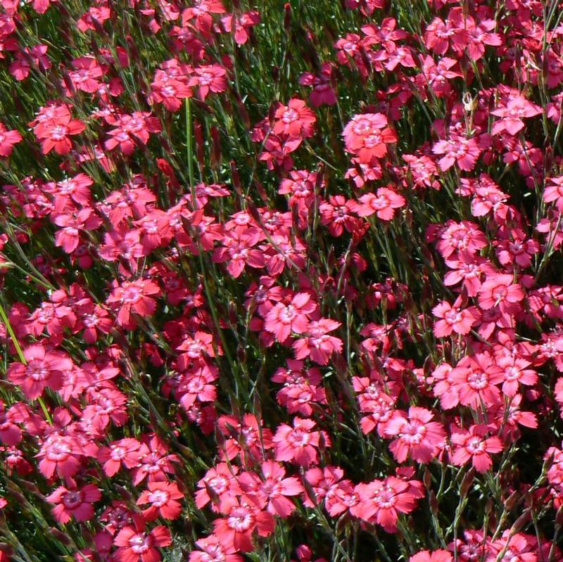 Dianthus deltoides Brilliant