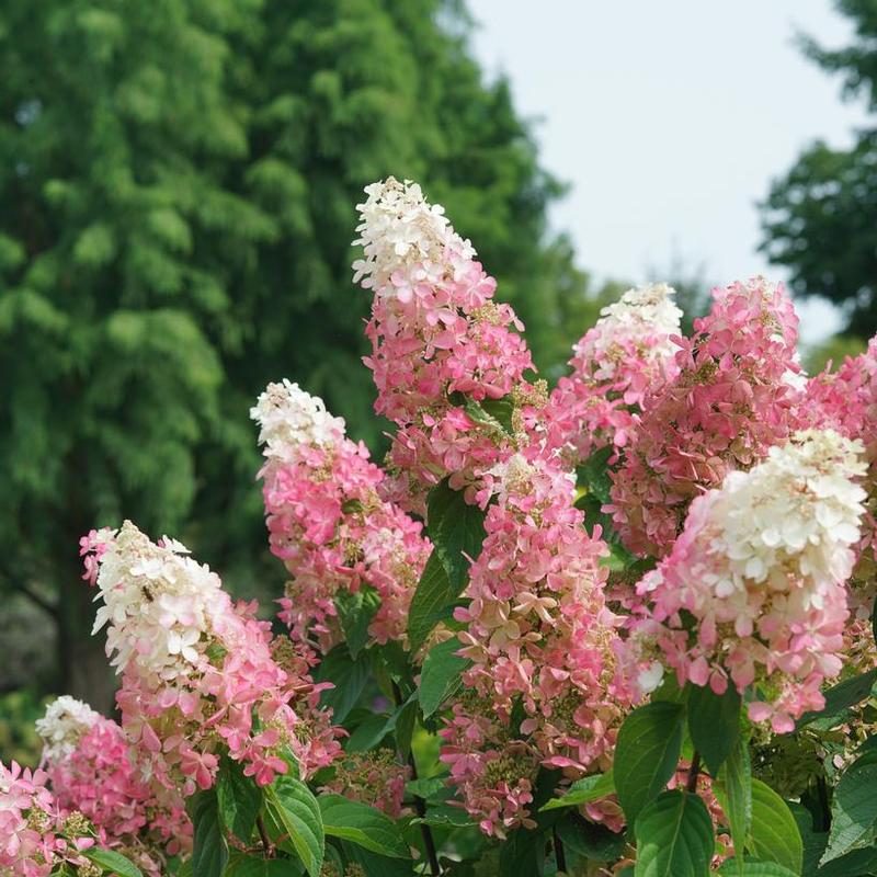 Hydrangea paniculata ILVOHPPRM