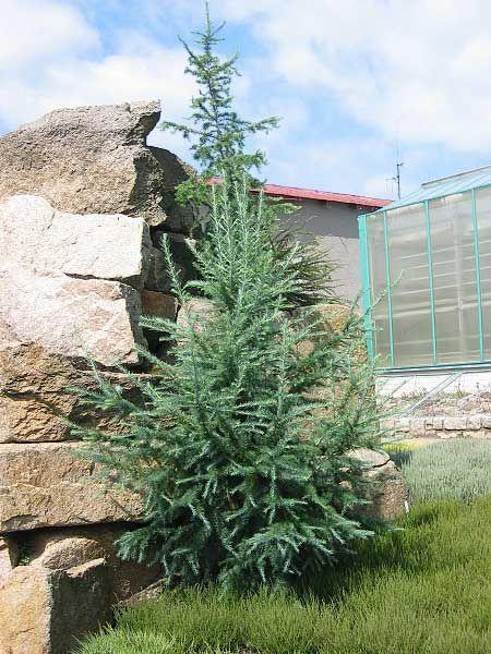 Larix kaempferi Blue Rabbit