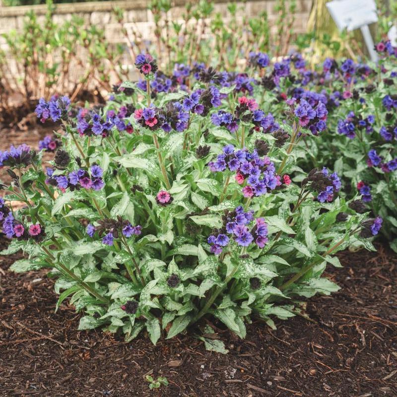 Pulmonaria x Silver Scimitar
