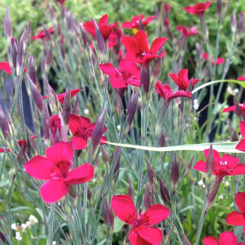 Dianthus deltoides Leuchtfunk