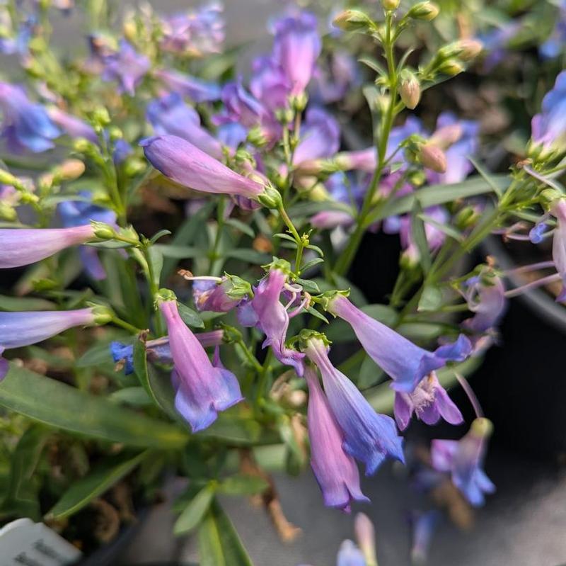 Penstemon barbatus Pristine Deep Rose