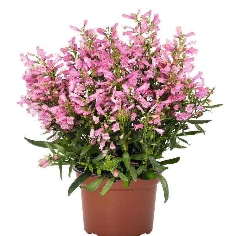 Penstemon barbatus Pristine Primrose