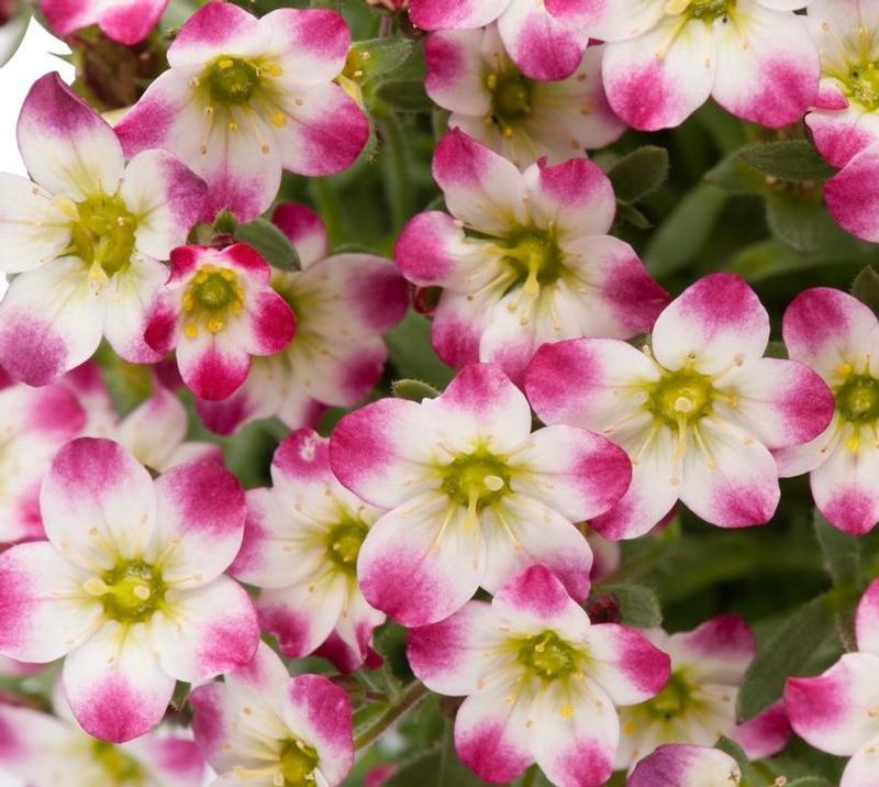 Saxifraga x arendsii Marto&trade; Red Picotee