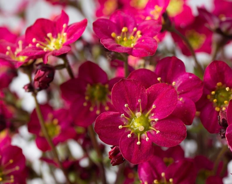 Saxifraga x arendsii Marto&trade; Hot Rose
