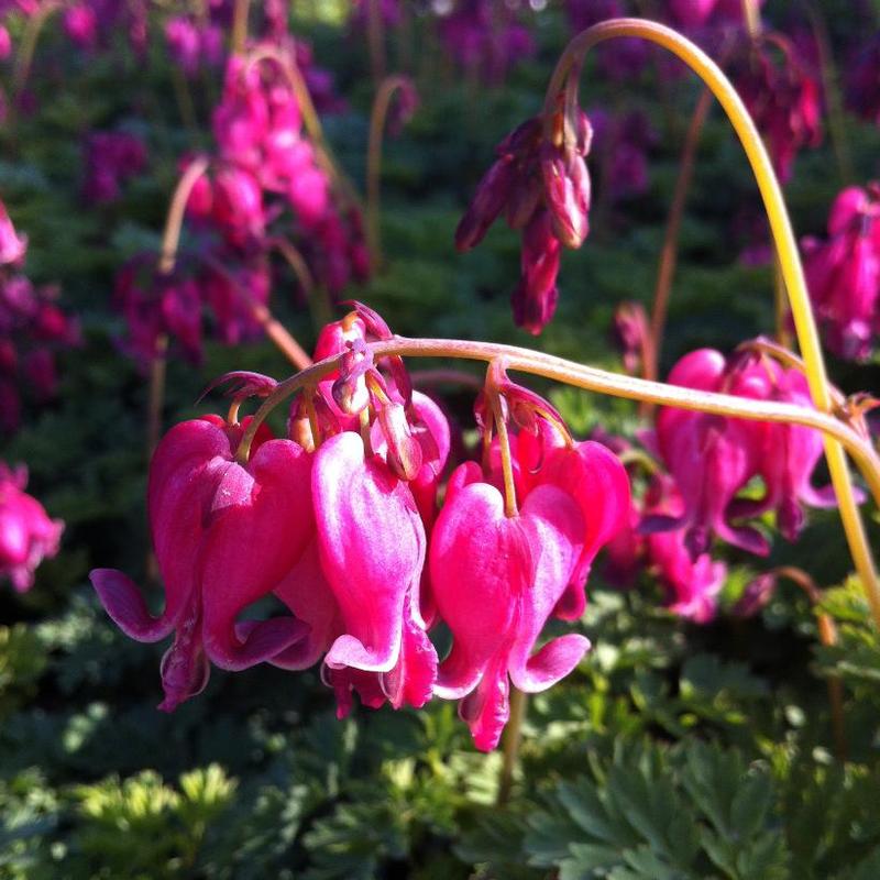 Dicentra x King of Hearts